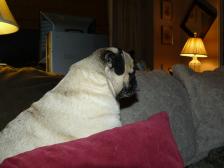 Pug - Watching TV