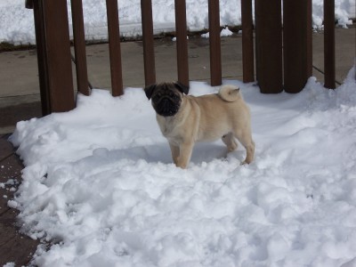 TJ in the Snow!