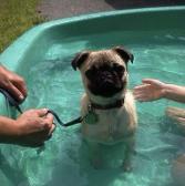 Chubi in the Pool