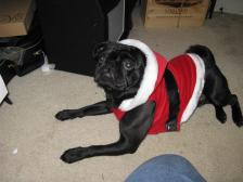 Bo in santa suit