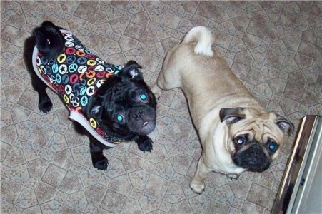 Winder Pugs