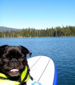 Paddle Boardin Pug