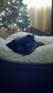 Roxie Napping Under The Christmas Tree.