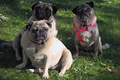 Three Pug Study