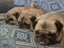 3 Pugs