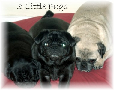 3 Little Pugs