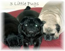 3 Little Pugs