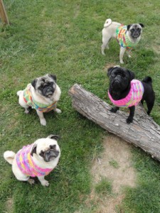 PA Pug Squad