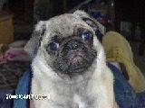 my pug