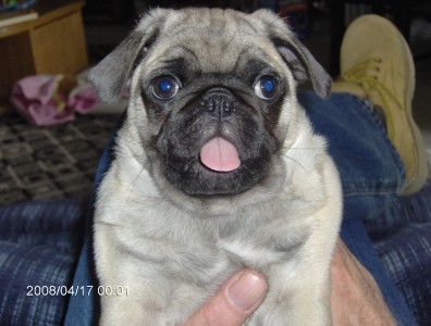 my pug