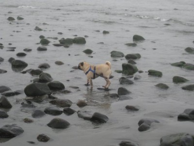 York Beach, Maine 2009