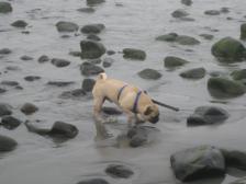 York Beach, Maine 2009