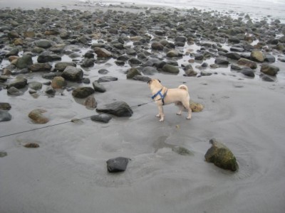 York Beach, Maine 2009