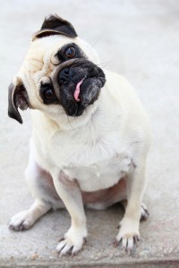 posing pug