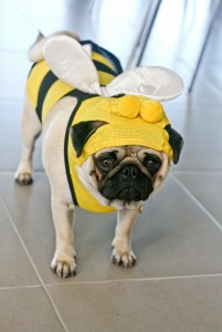 Unhappy about being a bee