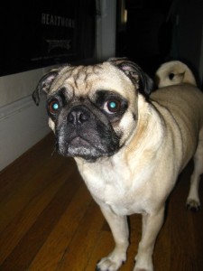 My Beautiful Pug