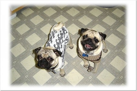 Frankie and Pugsy best buds...