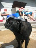 Little Water Pug