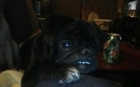 Pug Smiles :)