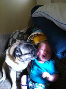 Pug in the Mug