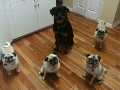 My Five Pugs