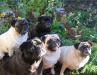 California Garden Pugs