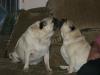 Pugs and Kisses to everyone from Rocky and Adrian