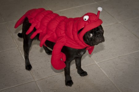 Rocco the Lobster