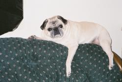 Chillin' on the back of the sofa....