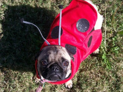 Presley the ladypug!