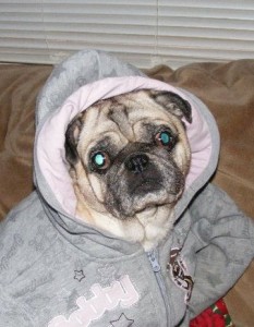 Pug in the 