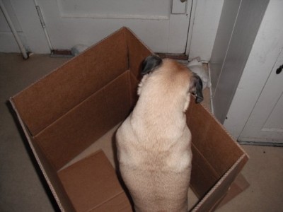 Pug In A Box