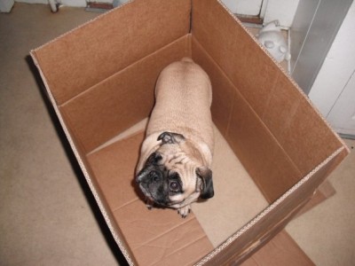 Pug In A Box