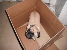 Pug In A Box