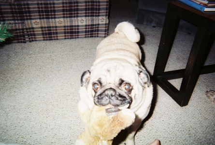 Oreo and his teddy bear,Brownie