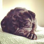 Sleepy Pug