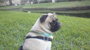 Buddy at the Pond