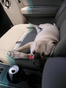 Traveling Pug