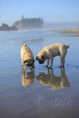 A Day at the Beach