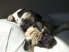 Aaron's Pugs sound asleep in the sun.