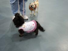 Abby the pug and her friend Tessa at Pugfest