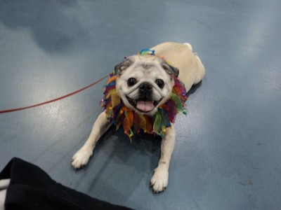 Abby chillaxin at Milwaukee Pugfest