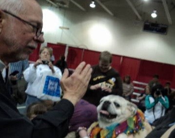 Abby getting blessed at Milwaukee Pugfest