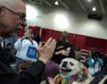 Abby getting blessed at Milwaukee Pugfest