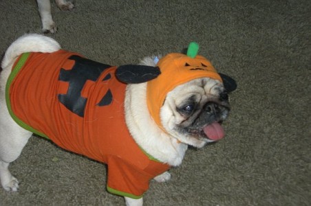 If I can't have Pugkin Bread, I'll be Pugkin Bread!