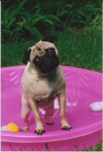 Pool time with Annabelle!