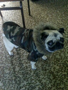 Pug in Uniform