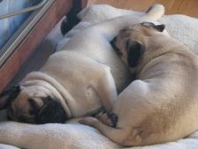 Pugs are so comfortable