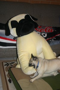 Pug Attack