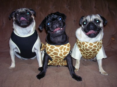 Pug/Giraffes